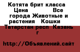 Котята брит класса › Цена ­ 20 000 - Все города Животные и растения » Кошки   . Татарстан респ.,Казань г.